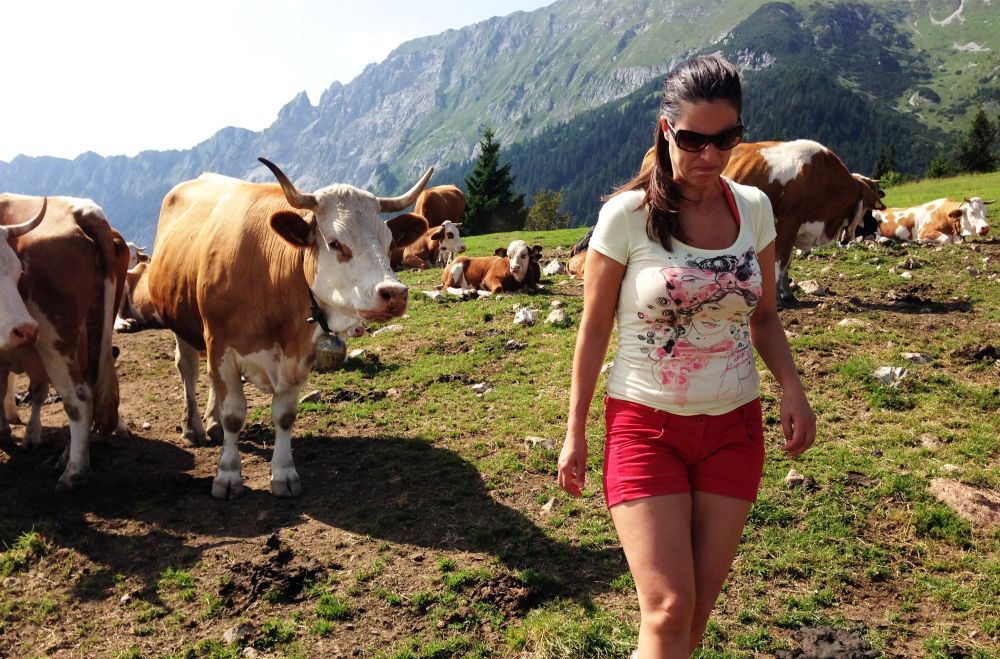 Encounter with cows at Kofce.jpg