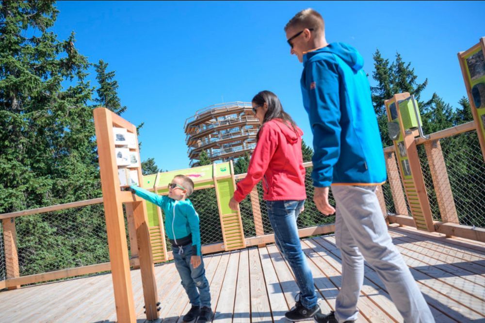 Treetop Walk 3.jpg