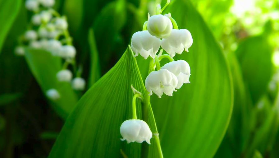 lilly of the valley pxfuel.JPG
