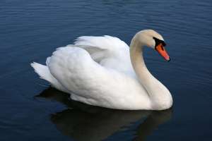 An adult mute swan (Cygnus olor) in a pond near Vrhnika, Slovenia