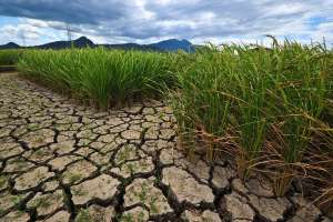 Severe Drought Hits Parts of Slovenia