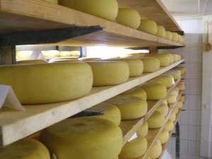 Istrian Sheep Milk Cheese Gets Protected Status
