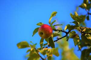 Organic Farming on the Rise in Slovenia