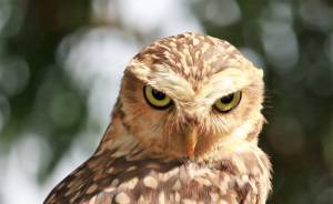 &quot;sova&quot; means &quot;owl&quot; in Slovenian