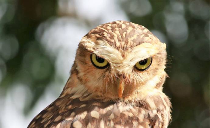 &quot;sova&quot; means &quot;owl&quot; in Slovenian