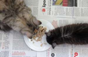 Eat the news