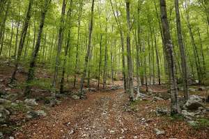 About 10,000 Trees Planted Saturday to Revive Slovenian Forests