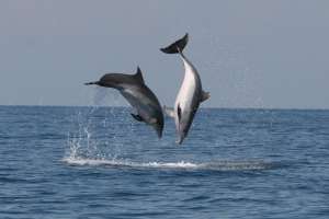 Two common bottlenose dolphins in the Bay of Piran