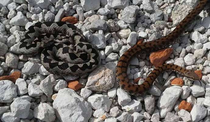 Left  Horned viper (SLO: modras) and right asp viper (SLO: laški gad)