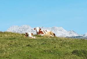 Last Days of the Pasturing Season on the Big Pasture Plateau