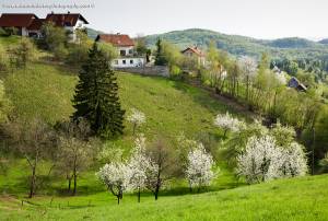 Trees blossoming in Spring near Volavlje in the Janče hills to the east of Ljubljana, Slovenia