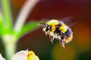 Fifth World Bee Day Focuses on Youth &amp; Beekeeping