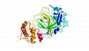 Phyre2 model ribbion diagramm rendering of the 2019-nCoV coronavirus protease as a target for antiviral drugs.