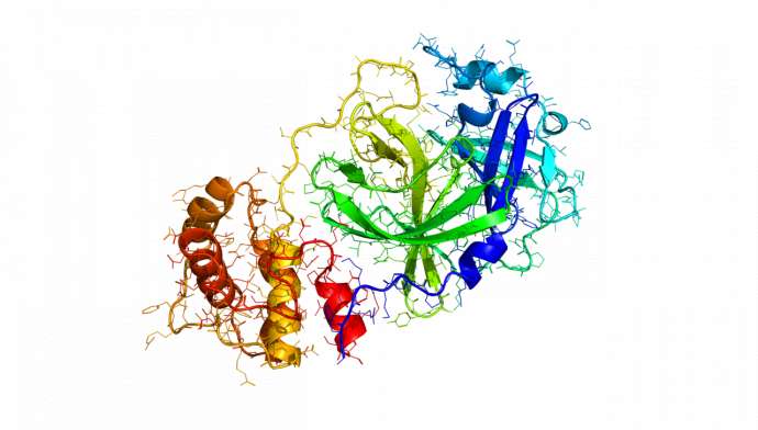 Phyre2 model ribbion diagramm rendering of the 2019-nCoV coronavirus protease as a target for antiviral drugs.
