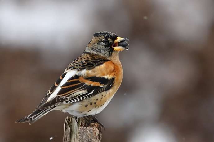 A male brambling