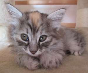 Top cat