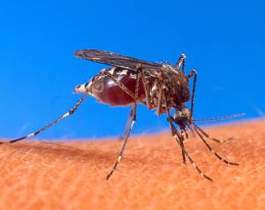 A mosquito at work