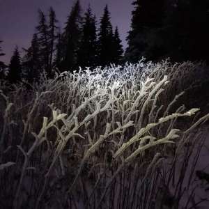 Cold, Dark &amp; Strange