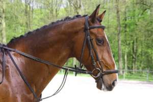 Inspectors Bust Operation Killing Sport Horses &amp; Processing Meat