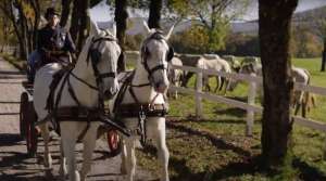 2021 Revenues at Lipica Stud Farm Doubled Compared to 2020