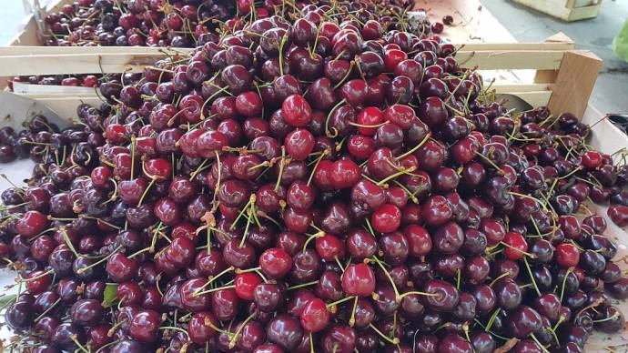 Cherry Season Has Started