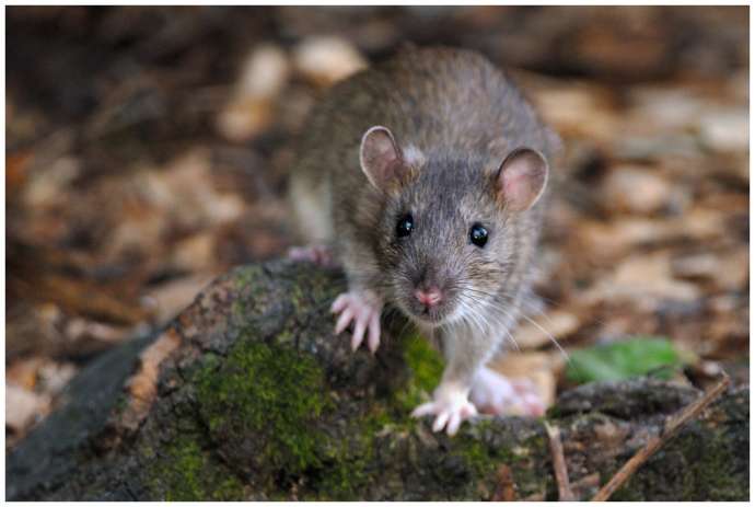 A brown rat