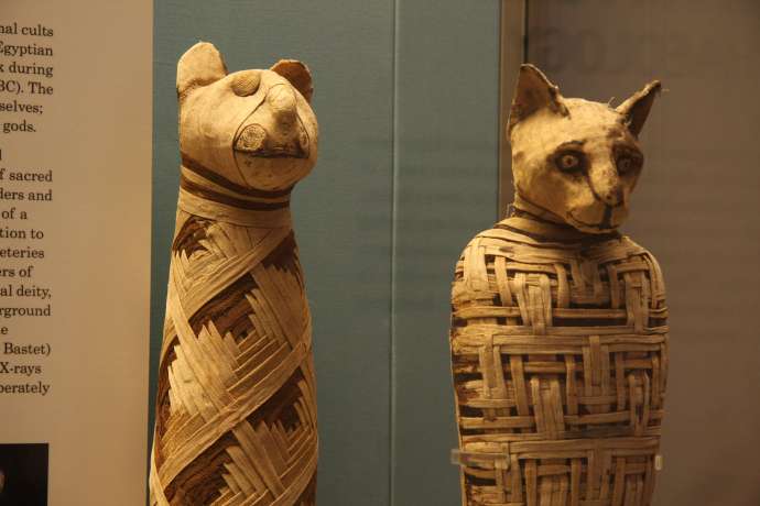 Cat mummies in the British Museum