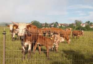 Farmers Warn of Difficult Times Ahead, Especially for Livestock, Dairy