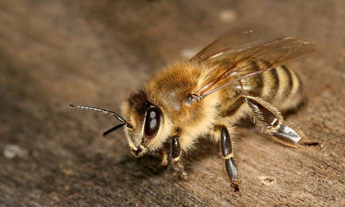 The Carnolian grey honey bee