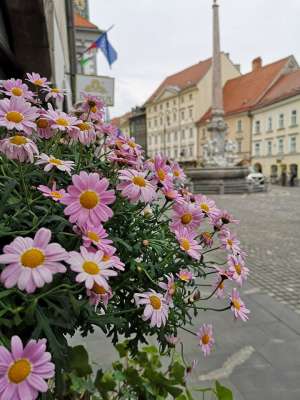 COVID-19 &amp; Slovenia, Afternoon 5 May: New Cases; Italian Border; Retailers, Event Organisers Worried