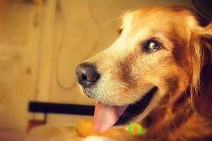 Justice Committee Votes to Define Animals as Sentient