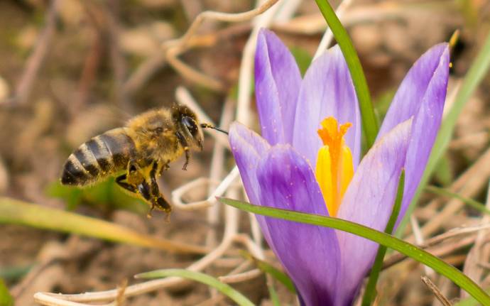 Carniolan honey bee