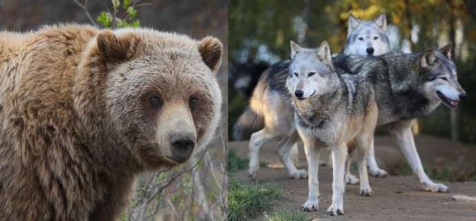 Law on Emergency Culling of Bears, Wolves Repealed after Targets Reached