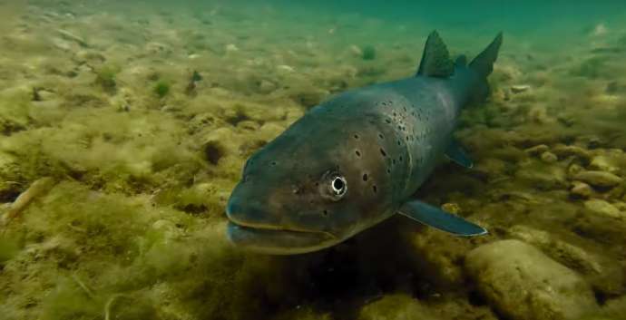 The huchen (Hucho hucho) also known as Danube salmon
