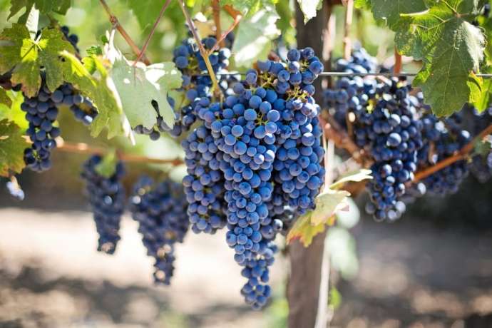 Winemakers Happy With Brda’s Grape Harvest – Lower Numbers, But Higher Quality