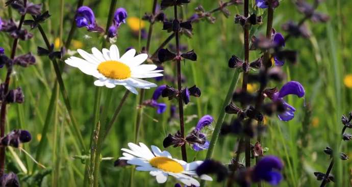 Bohinj Wild Flower Festival Showcases Natural Heritage &amp; Sustainable Tourism Until 9 June, 2019