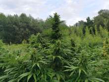Some of the plants