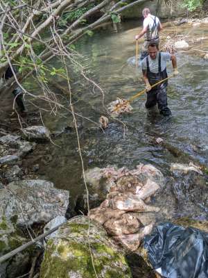 Fishermen Pull 150 kg of Rotting Pork from Gradaščica River