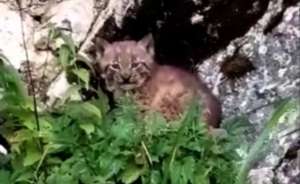 One of the kittens