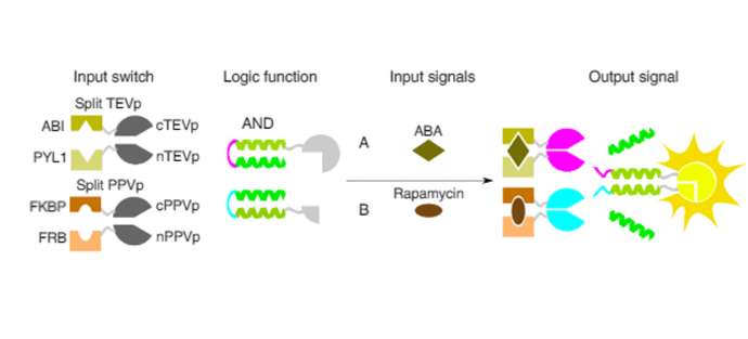Schematic presentation of building blocks for inducible SPOC logic functions
