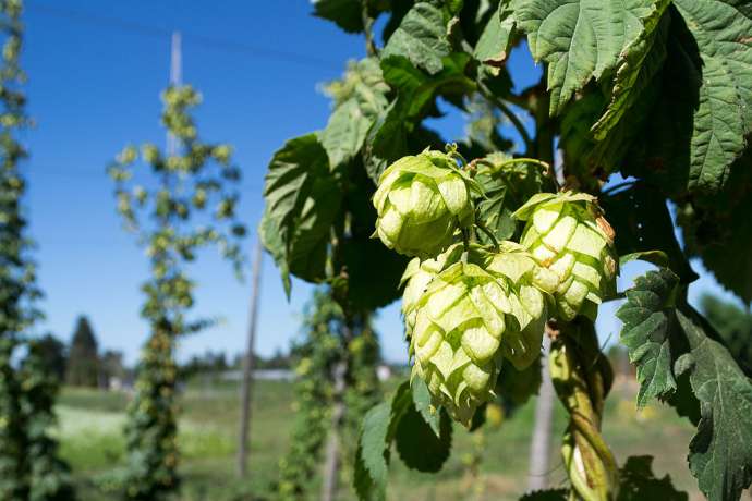 Arrival of Romanians at Hop Farms Cancelled, Govt Looks to Domestic Workers