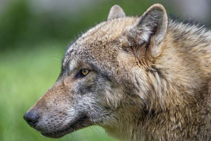 Slovenian Farmers, Scientists &amp; Hunters Demand Bear, Wolf Cull as Tensions Rise Over Large Carnivores