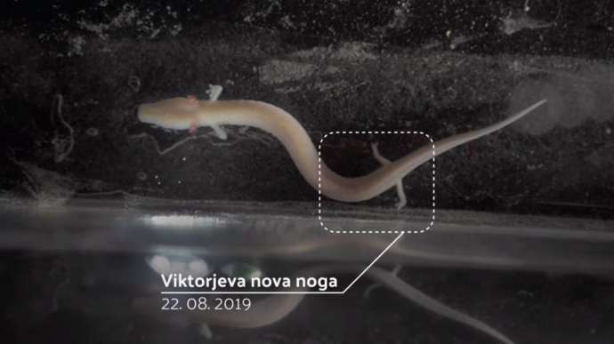 How Viktor the Human Fish Grew a New Leg