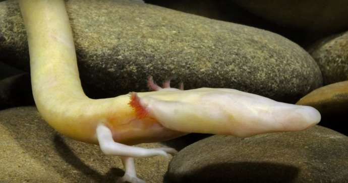 12 Things to Know about the Olm, Proteus, Human Fish &amp; Baby Dragon
