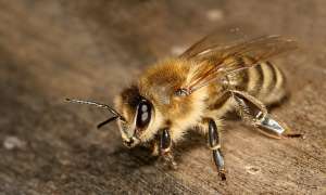 Carnolian grey honey bee