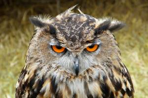 SOVA (Owl)