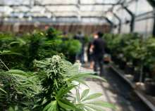 Industrial, Medical Cannabis Growers Call On Slovenia to Update Laws, Chill Out