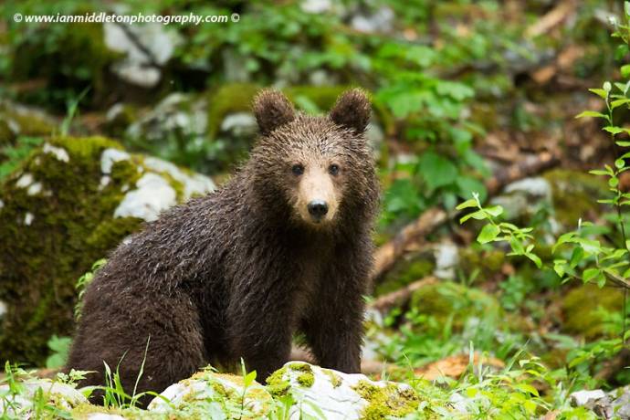 Bear - it&#039;s what&#039;s for dinner