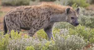 Spotted hyena (Crocuta crocuta), Etosha National Park, Namibia