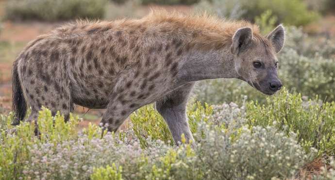 Spotted hyena (Crocuta crocuta), Etosha National Park, Namibia